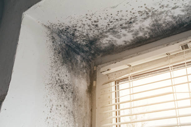 Affordable Black Mold Remediation solutions in Sawyer, MI